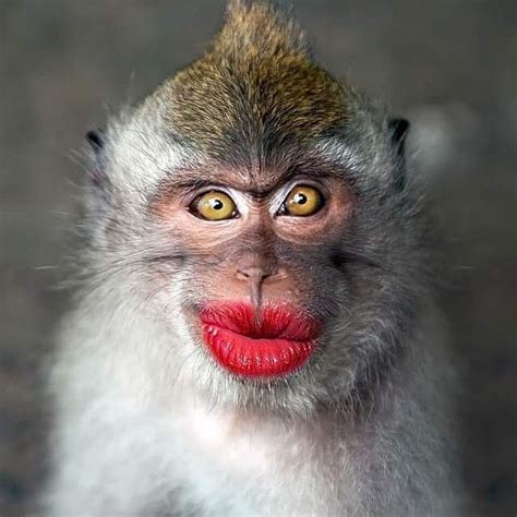 funny female monkey images|funny looking monkey pictures.